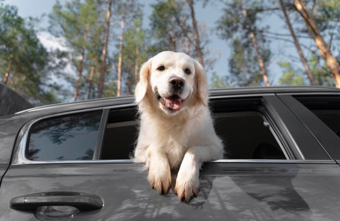 Car Travel with Pets