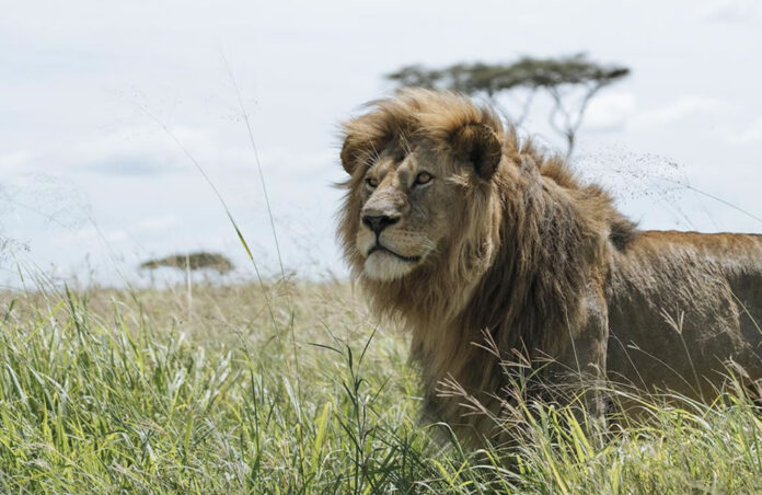 African Lion