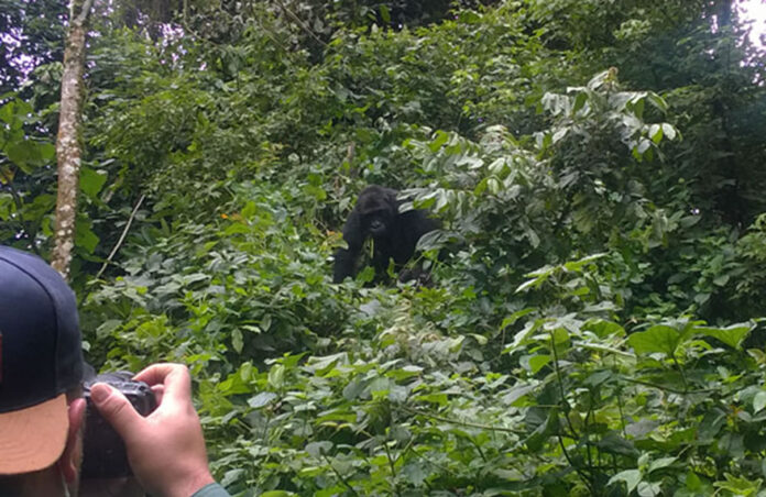 Gorilla Watching