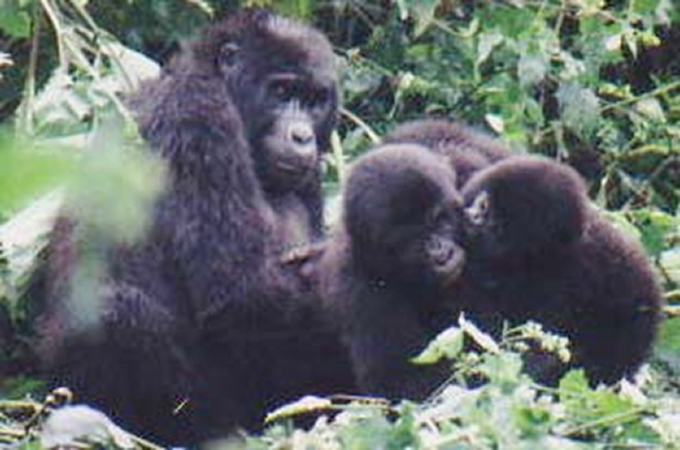 Bwindi Gorillas